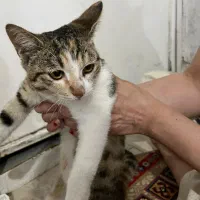 واگذاری گربه|گربه|رشت, شهرک صبا|دیوار