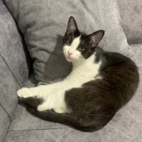 واگذاری بچه گربه