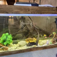 آکواریوم|ماهی|اصفهان, خانه اصفهان|دیوار