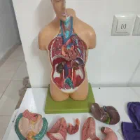 مولاژ بدن|پزشکی|آبیک, |دیوار