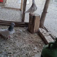 باشلی نروماده|پرنده|آذرشهر, |دیوار