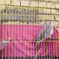 عروس هلندی وایت فیس|پرنده|بندر ماهشهر, |دیوار