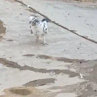 گمشده|اشیا|کاشان, امام خمینی|دیوار