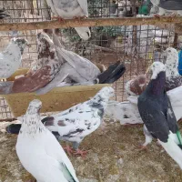 کبوتر پرشی|پرنده|ری, شهرک نظامی|دیوار