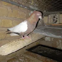 یجفت طاقی اصل فروشی پانصد