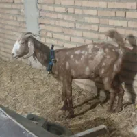 تیر بز و بیگ ماده