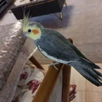 عروس هلندی نر سخنگو