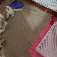 سگ ۶ ماهه ماده