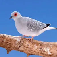 فروش پرنده زینتی|پرنده|سیرجان, |دیوار