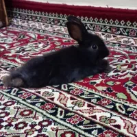 خرگوش لوپ ماده