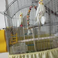 عروس هلندی|پرنده|سرپل ذهاب, |دیوار