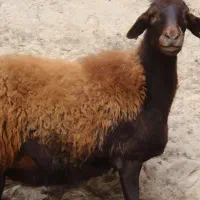حیوان پیدا شده