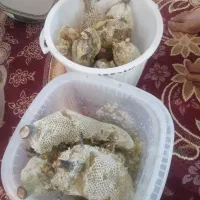 فروش عسل کوهی اصل