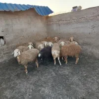 توغلو فروشی نروماده|حیوانات مزرعه|هوراند, |دیوار