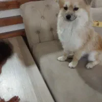 سگ پامرانین اصیل