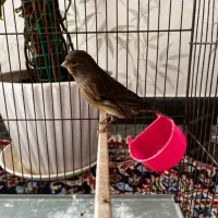 قناری نر و فنچ نرگسی|پرنده|قزوین, |دیوار