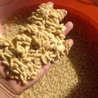 خریدار نارنج و هسته نارنج|خدمات باغبانی و درختکاری|گرگان, |دیوار