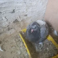 زل. کبوترباقیمت مناسب