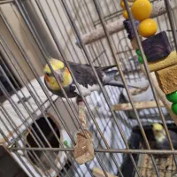 ۳ تا عروس هلندی|پرنده|تهران, هلال احمر|دیوار