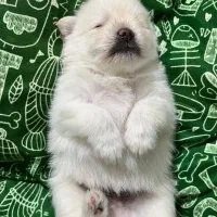 پامر اشپیتز|سگ|یاسوج, |دیوار