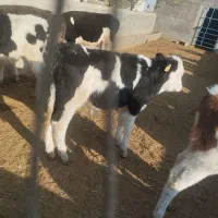 ۲۲عدد گوساله دورگ سیمینتال جنس باب داشت|حیوانات مزرعه|پیشوا, |دیوار