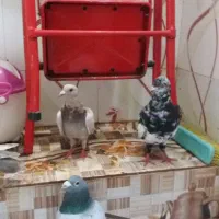 قیمت ۱۵۰۰۰۰۰