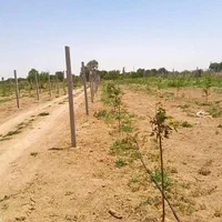 قطعه ۵۰۰ متری درخت فنس کشی شده|فروش دفتر صنعتی، کشاورزی، تجاری|کرج, جهان‌شهر|دیوار
