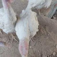 بوقلمون گوشتی|حیوانات مزرعه|مراغه, |دیوار