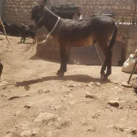 خر سالم
