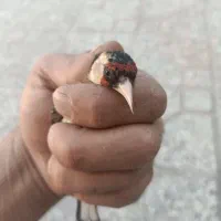 ماده سهره