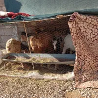 چند راس بز و کهره