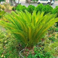 فروش انواع گل و گیاه
