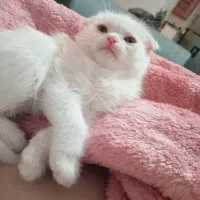 اسکاتیش بیریتیش دابل فلد با اصالت خالص خانگی|گربه|فردیس, شهرک ناز|دیوار