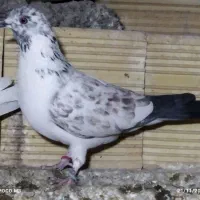 تعداد4جفت کفتر بدردبخور پرشی همه سفیدی