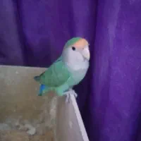 طوطی برزیلی|پرنده|اهواز, پردیس|دیوار