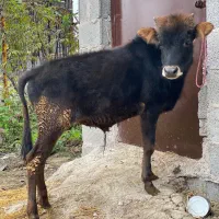 گوساله نر ورزاکوله آث