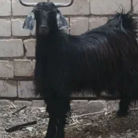 تروشت پزور|حیوانات مزرعه|ایرانشهر, |دیوار