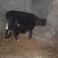 گوساله ماده