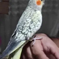 پرورش عروس هلندی|پرنده|همدان, |دیوار