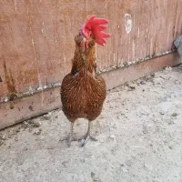 مرغ و خروس محلی اصیل|حیوانات مزرعه|لامرد, |دیوار