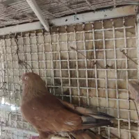 جفت کله ای نر گناوه