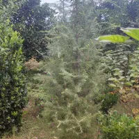 گل گیاه|گل و گیاه طبیعی|واجارگاه, |دیوار