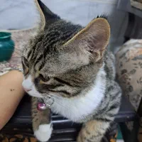 گربه گمشده