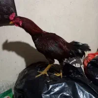 خروس لاری|حیوانات مزرعه|فسا, |دیوار