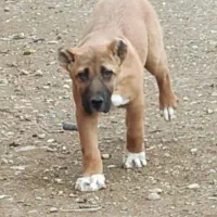 سگ سرابی ماده