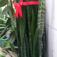 گل سانسوریا قد یک متر و نیم