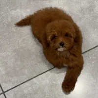 پودل عروسکی ماده