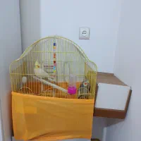 عروس هلندی|پرنده|سلماس, |دیوار