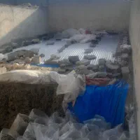 ذرت علوفه ایی