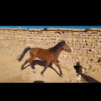 اسب نریون|اسب و تجهیزات اسب‌سواری|خرم‌آباد, |دیوار